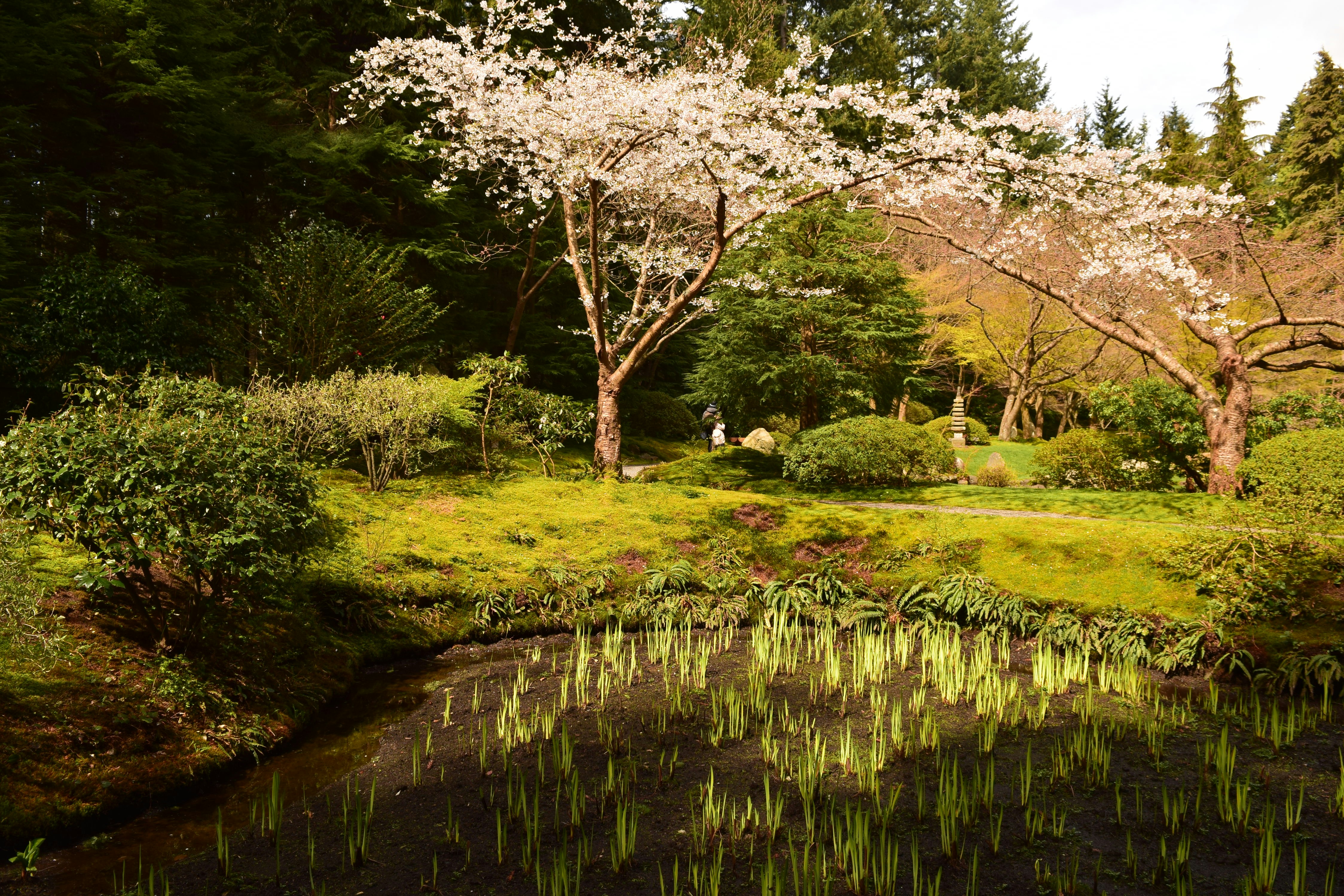 Free Nitobe Memorial Garden Image On Unsplash