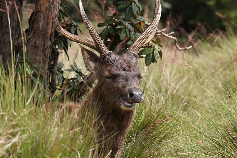 brown deer at the wildlife