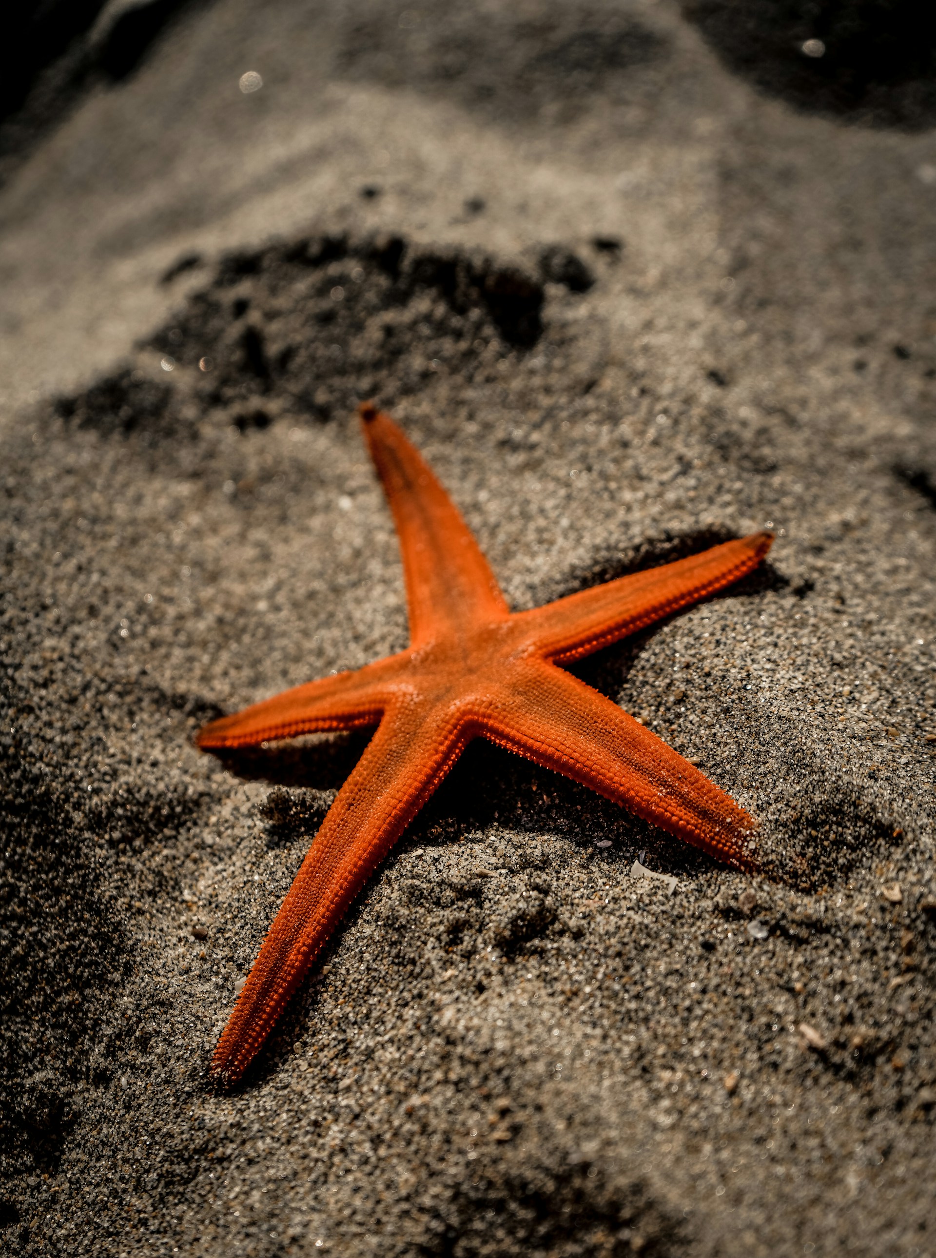 close-up photo of orange starfish on grey sand