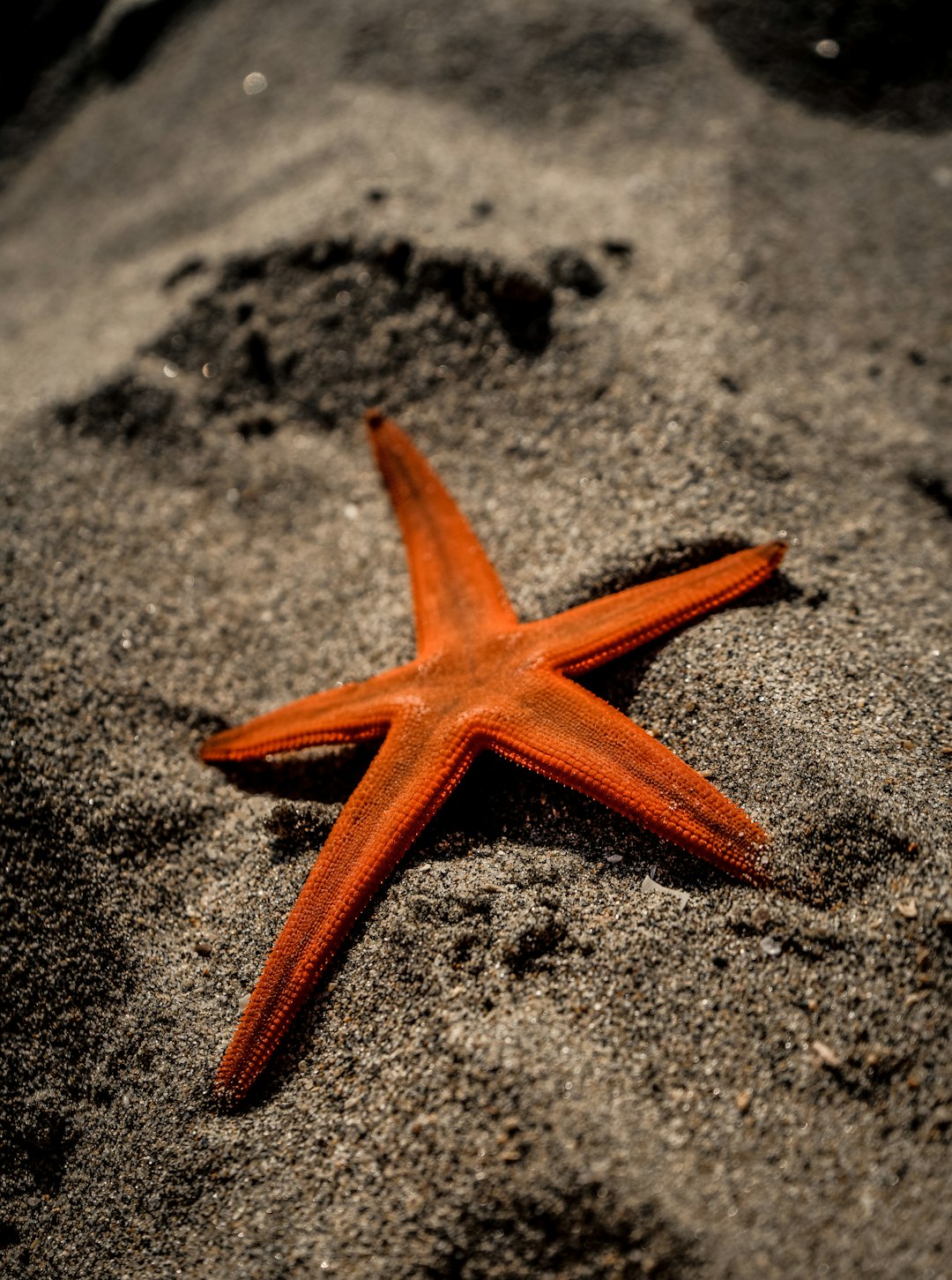  close up photo of orange starfish on grey sand starfish