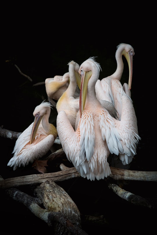 flock of flamingos in Am Tierpark Germany