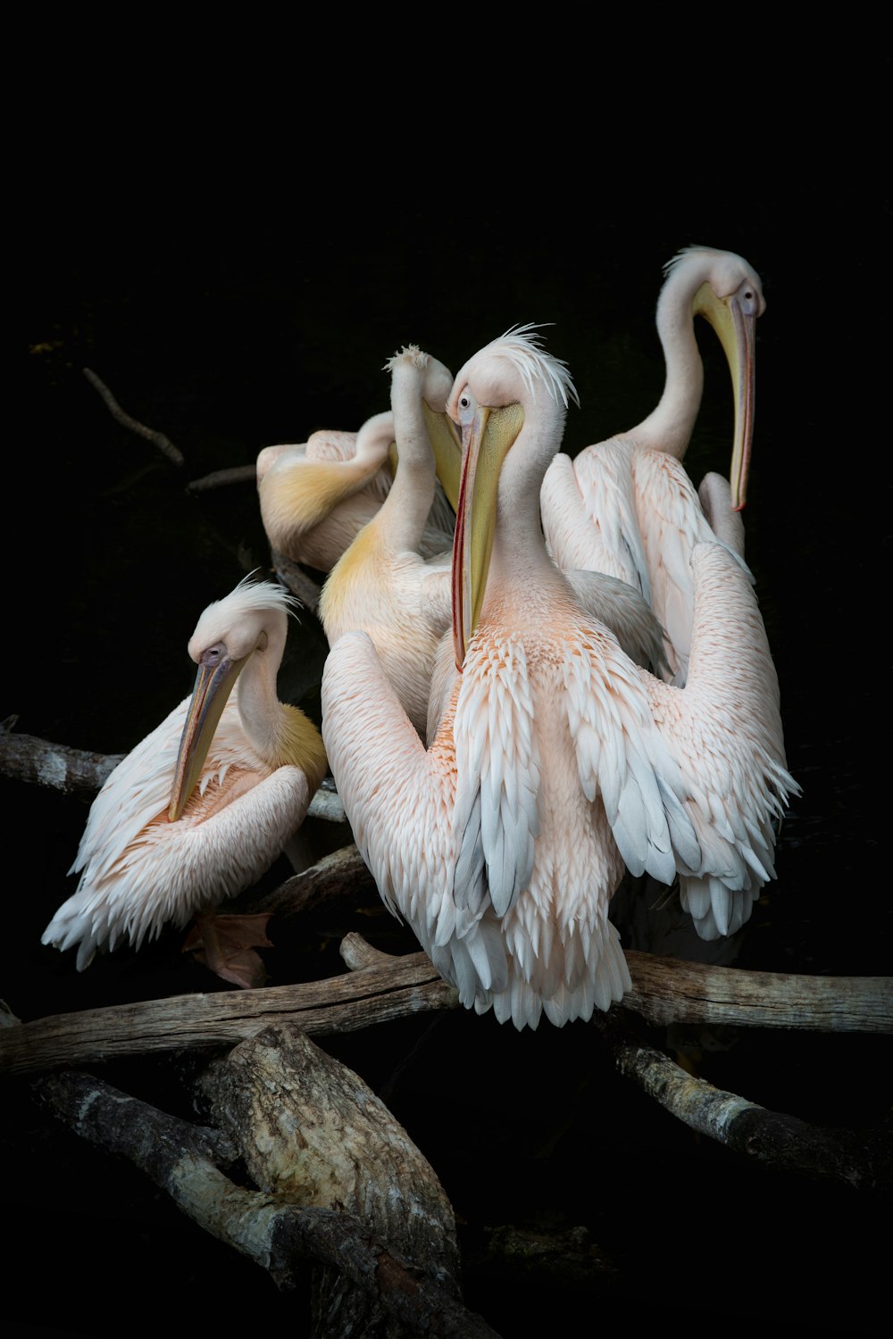 flock of flamingos