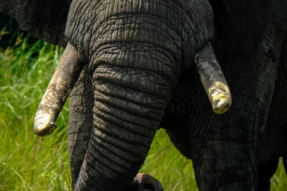 grauer Elefant auf grünem Gras Nahaufnahme