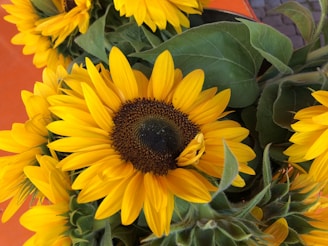 Bright yellow sunflowers with large green leaves are arranged closely together, with some petals slightly curled. The centers of the flowers are dark brown, contrasting with the vivid color of the petals.
