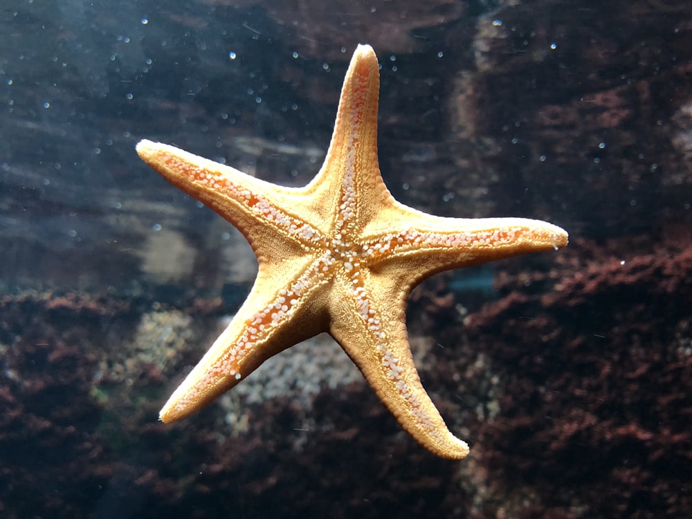 Estrella de mar marrón