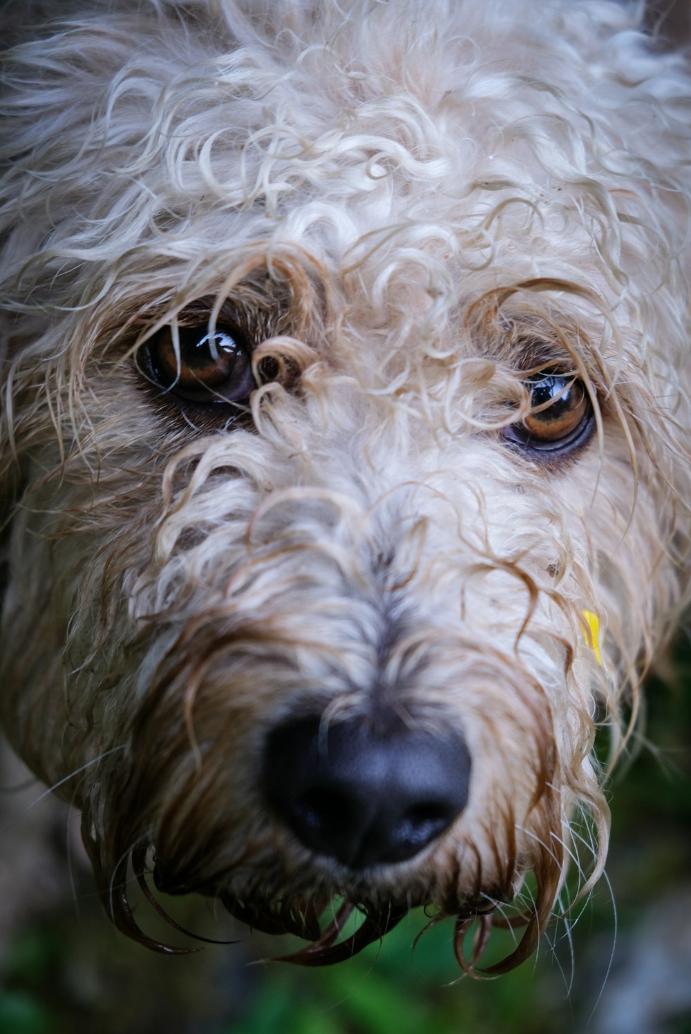 close-up photo of long-coated white dog