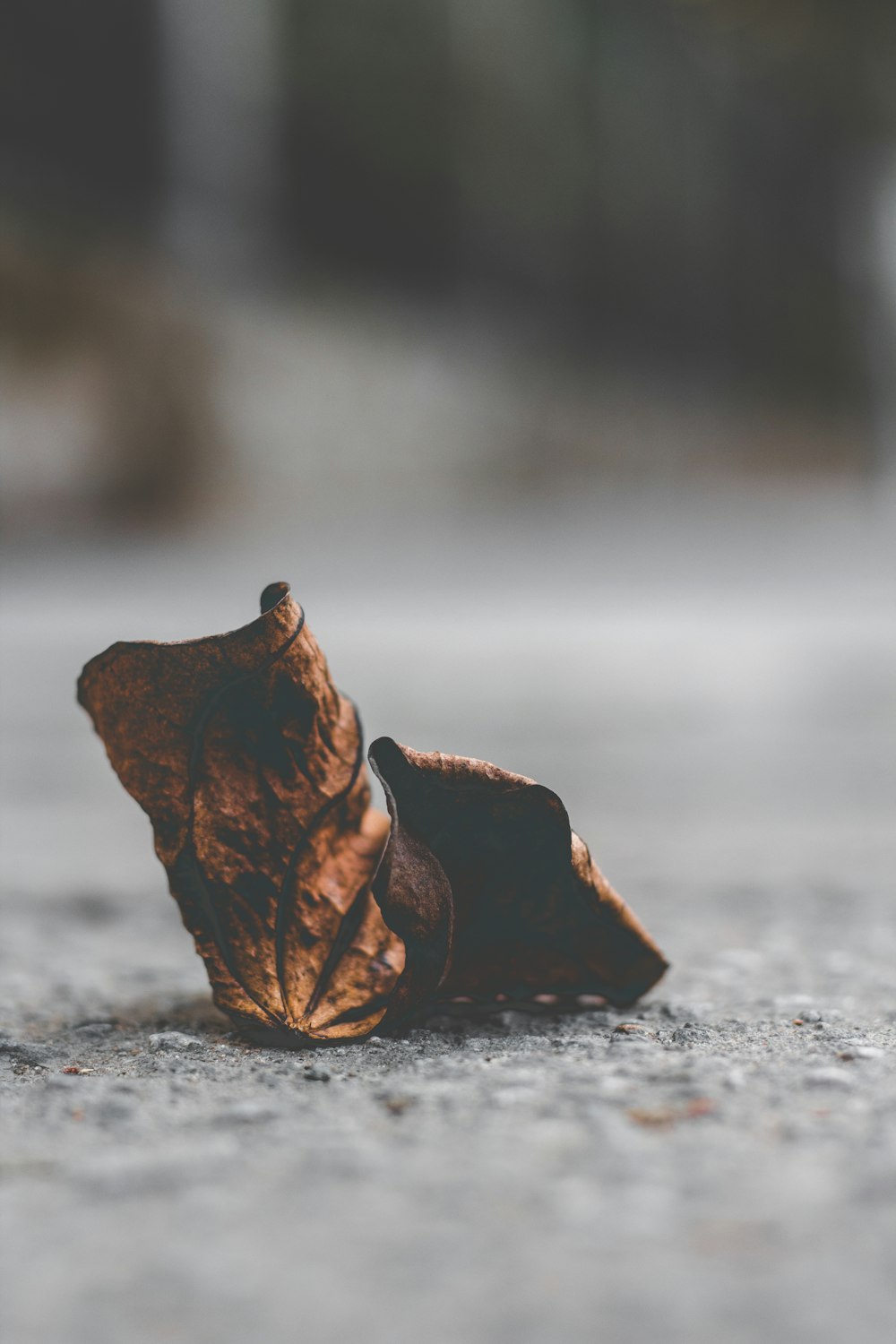 selective focus photo of dry leaf