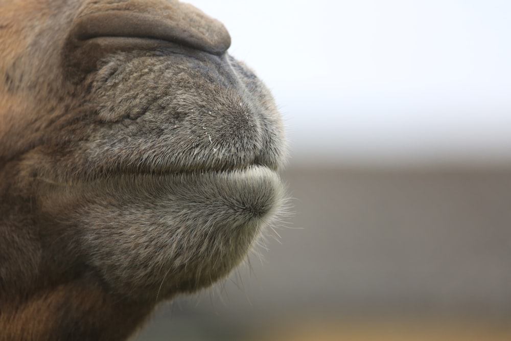 macro photography of animal's mouth