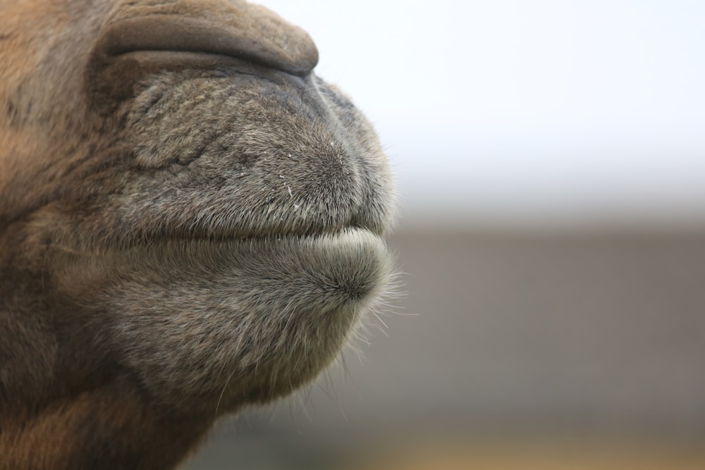 Fotografia macro da boca do animal