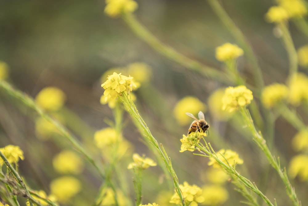 Fotografia de foco seletivo de abelha em flor amarela
