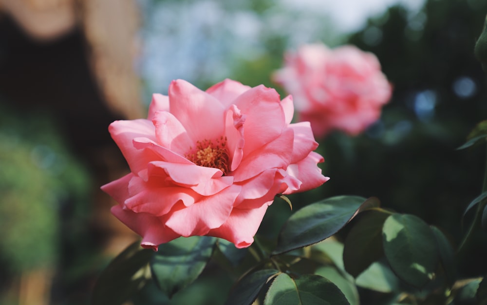 macro shot photography of pink flower