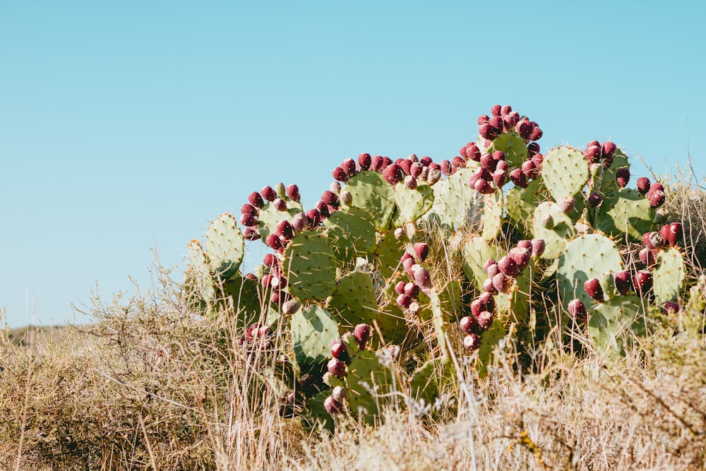 Cactus verde rodeado de hierba