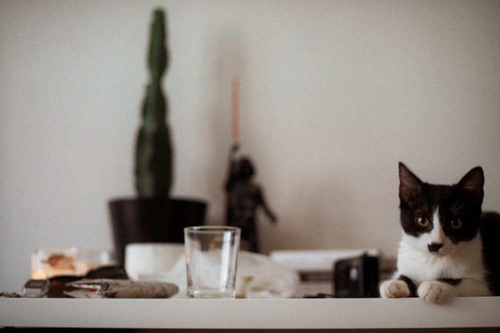 clear drinking glass and black and white cat on white table