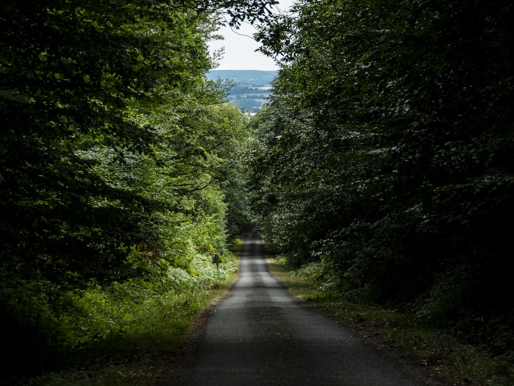 straight road between trees