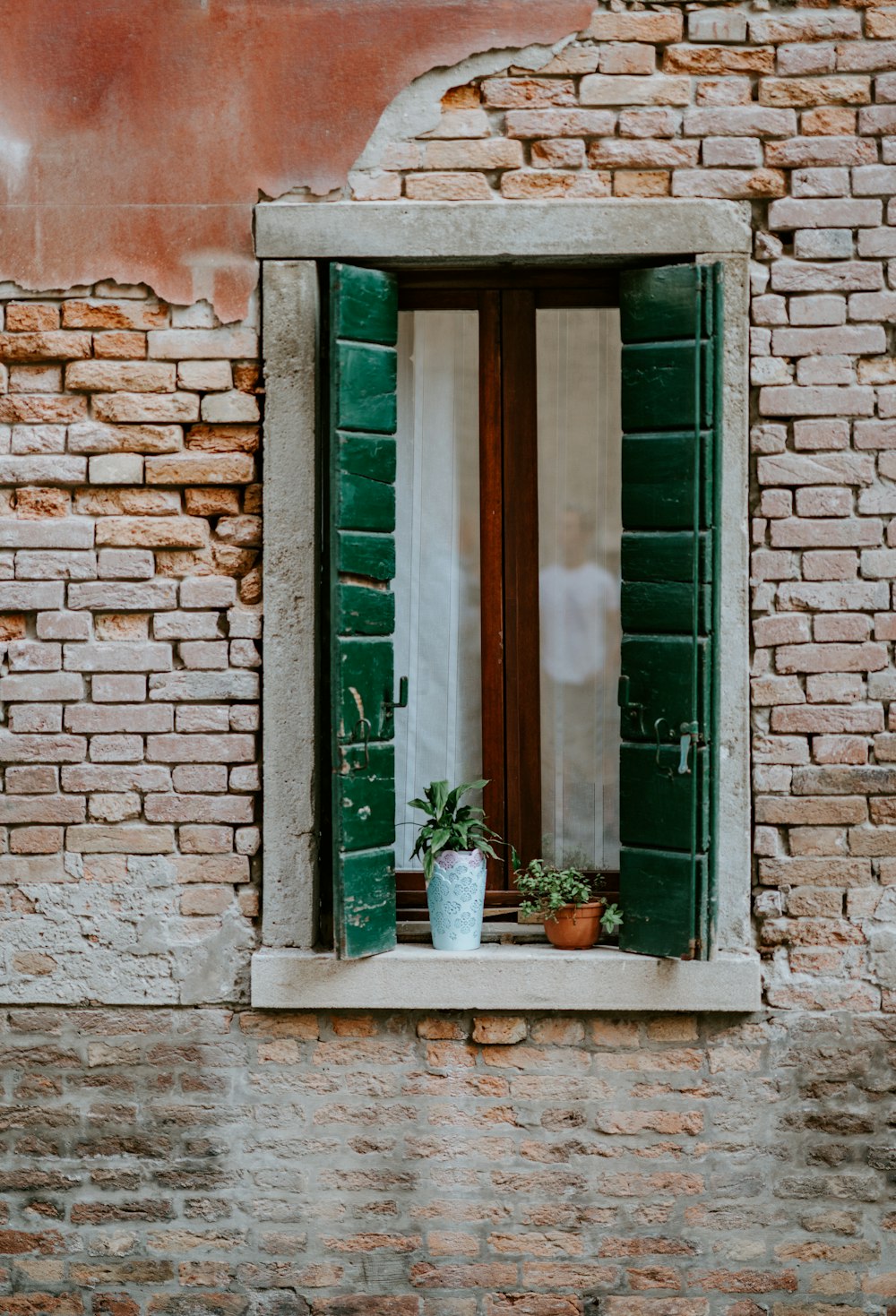 close-up of potted plant on window