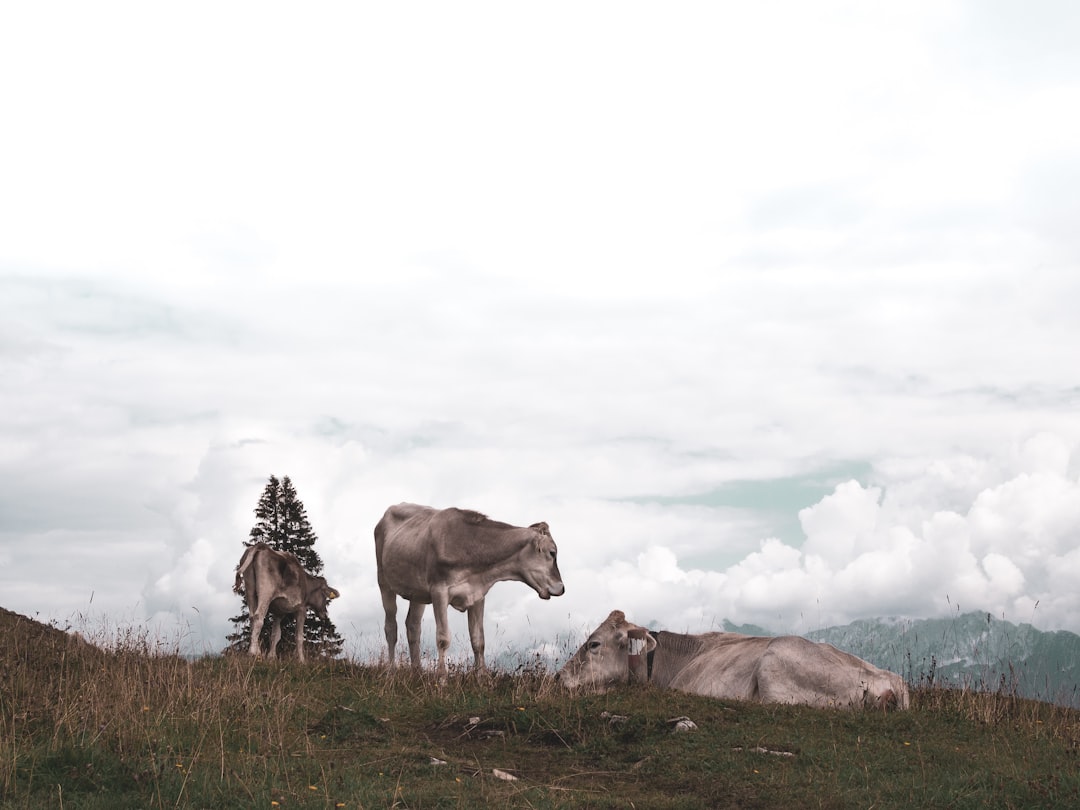 three cows on grass field