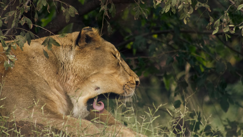 photo of lion near tree