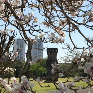 A panoramic view of Tokyo Dream Park with cherry blossoms in full bloom under a clear blue sky.