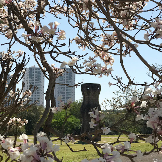 A panoramic view of Tokyo Dream Park with cherry blossoms in full bloom under a clear blue sky.