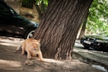A ginger cat with a collar is crouched near the roots of a large tree. The setting is an outdoor, urban area with parked cars visible in the background. Sunlight filters through the leaves, casting dappled shadows on the ground.