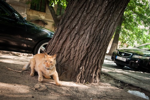 A ginger cat with a collar is crouched near the roots of a large tree. The setting is an outdoor, urban area with parked cars visible in the background. Sunlight filters through the leaves, casting dappled shadows on the ground.