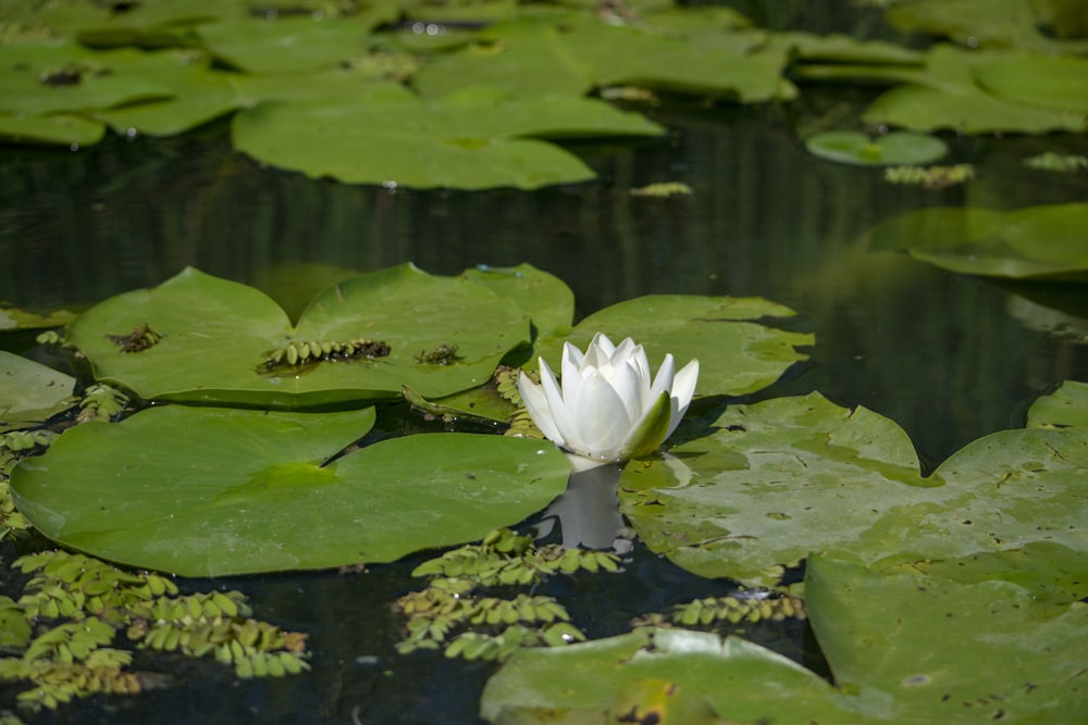 photo of water lily