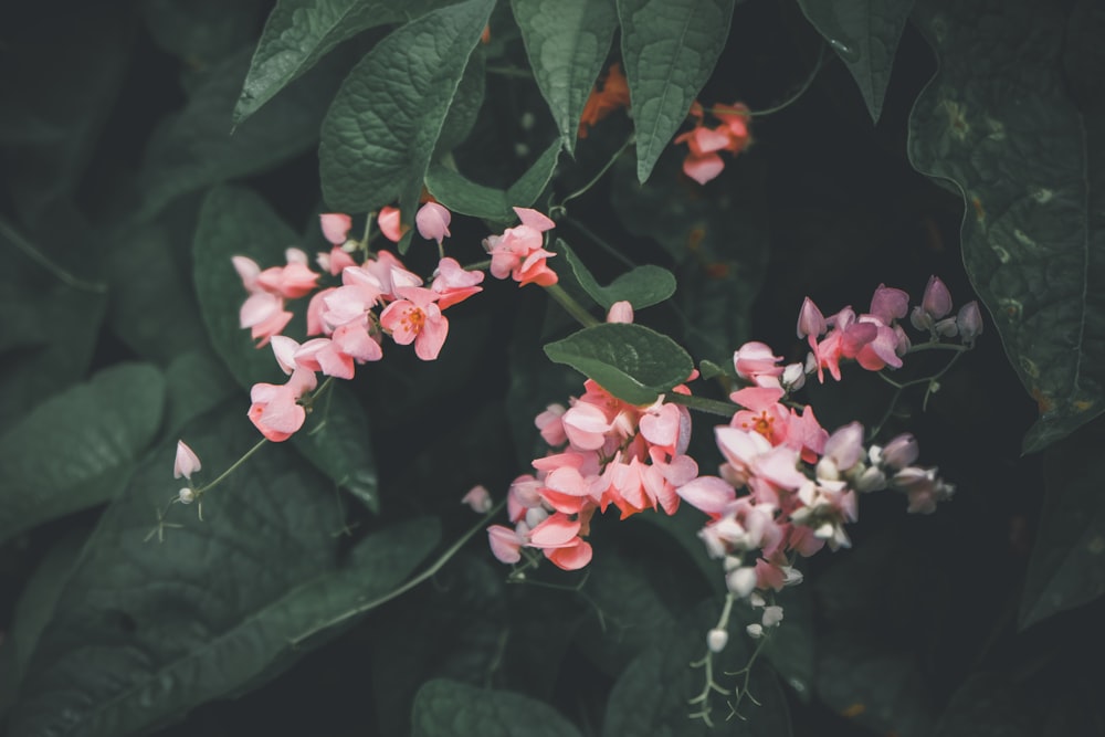 Foto de enfoque selectivo de flores de pétalos rosados