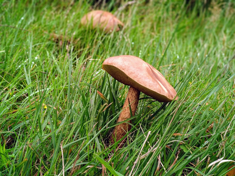 fotografia macro de cogumelo e grama verde