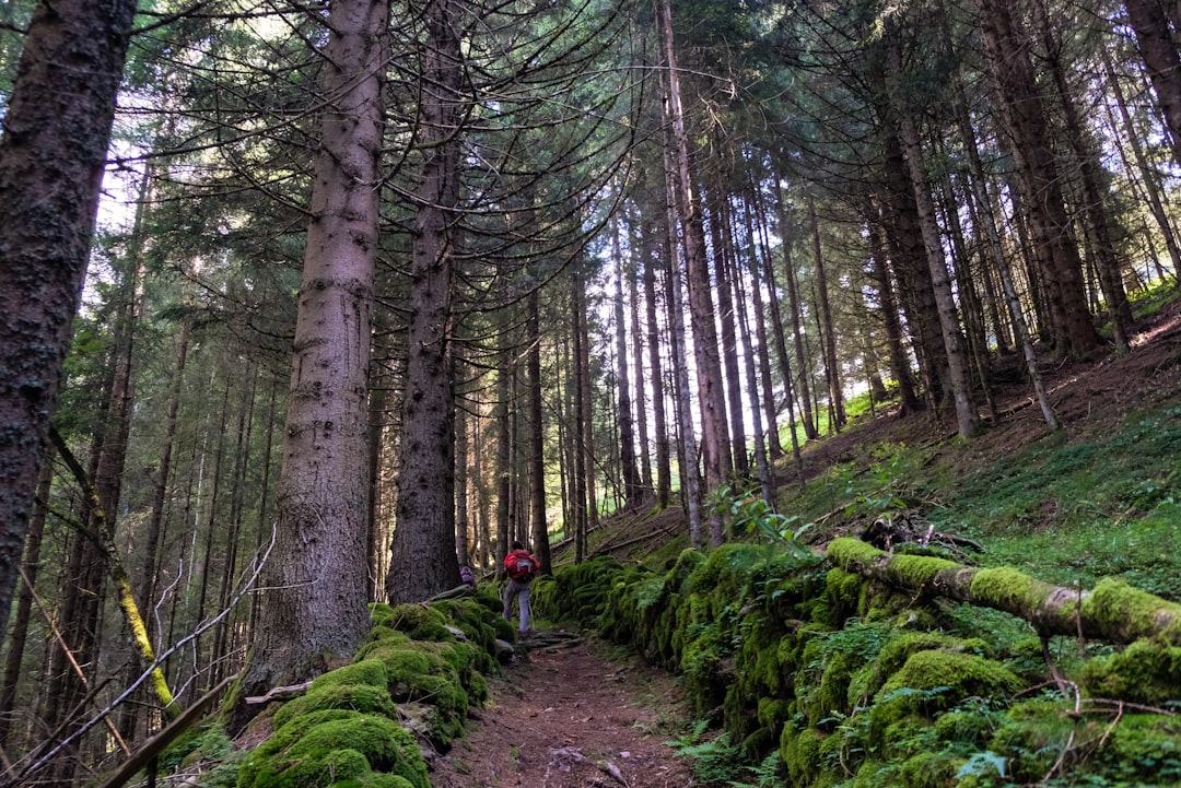 Forest photo spot Province of Trento Oltressenda Alta