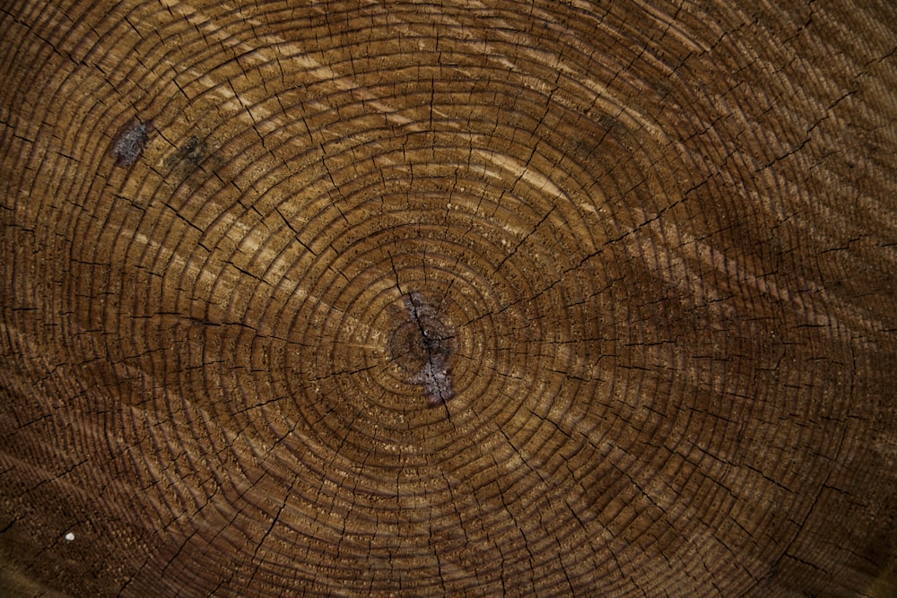 brown tree trunk