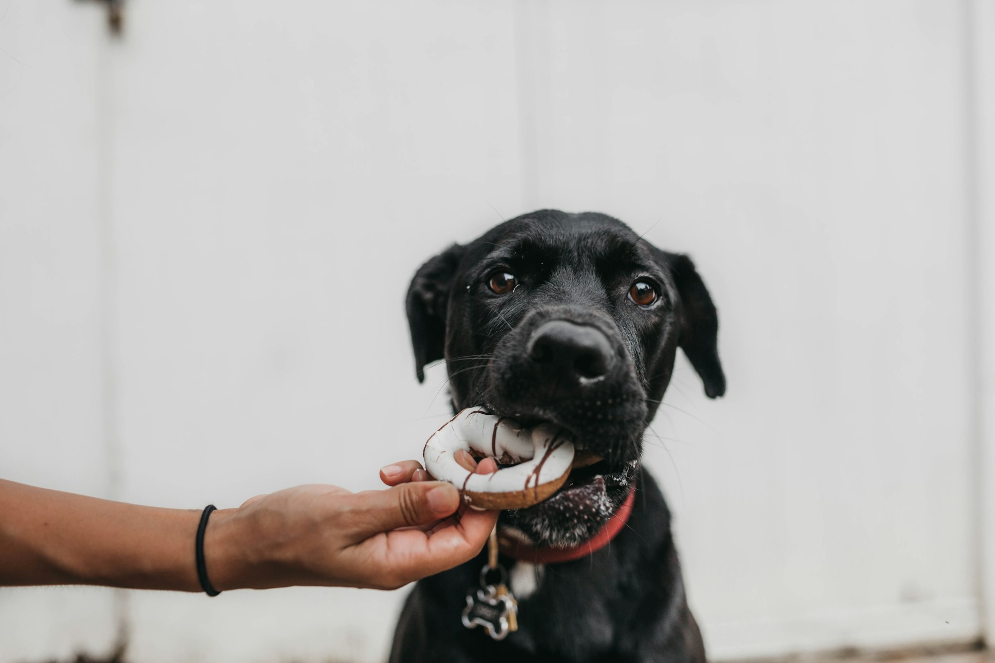 Orbie black dog Enjoying a Donut Treat