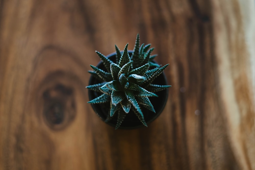 green cactus in pot