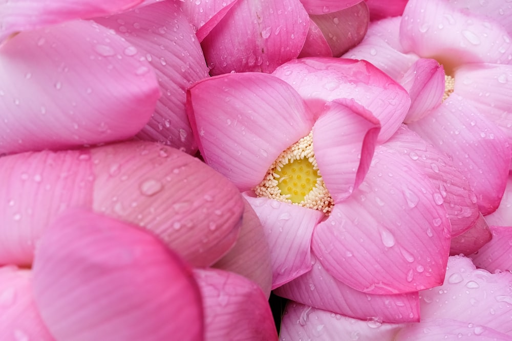 flores cor-de-rosa