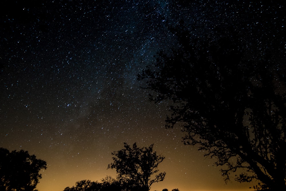 silhouette of tree under starry sky