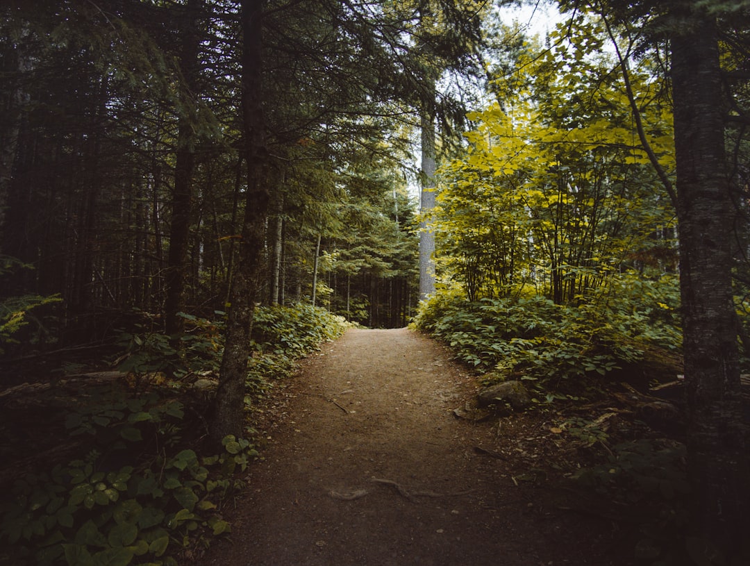 empty pathway between trees at daytime, Folk Greens