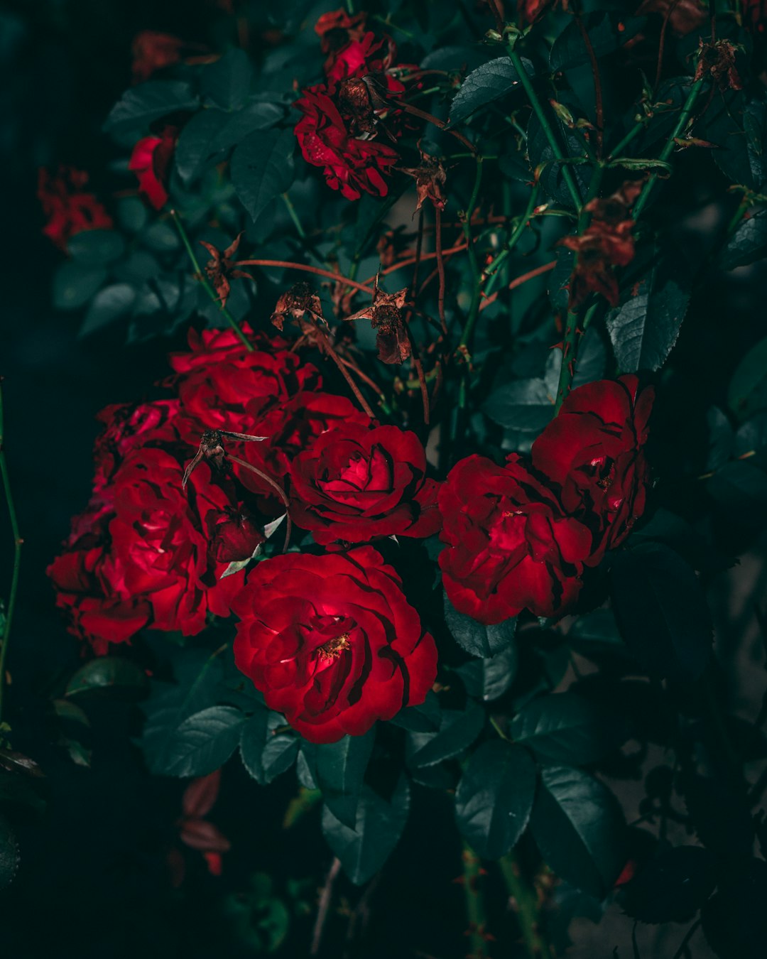 red roses in close up photography