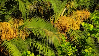 Lush green palm fronds are interspersed with clusters of bright yellow fruits. The image captures the vibrant and dense foliage of a tropical environment, with rich textures and layers of leaves and fruit.