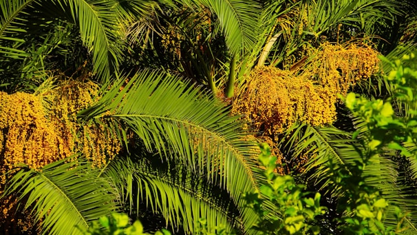 Lush green palm fronds are interspersed with clusters of bright yellow fruits. The image captures the vibrant and dense foliage of a tropical environment, with rich textures and layers of leaves and fruit.
