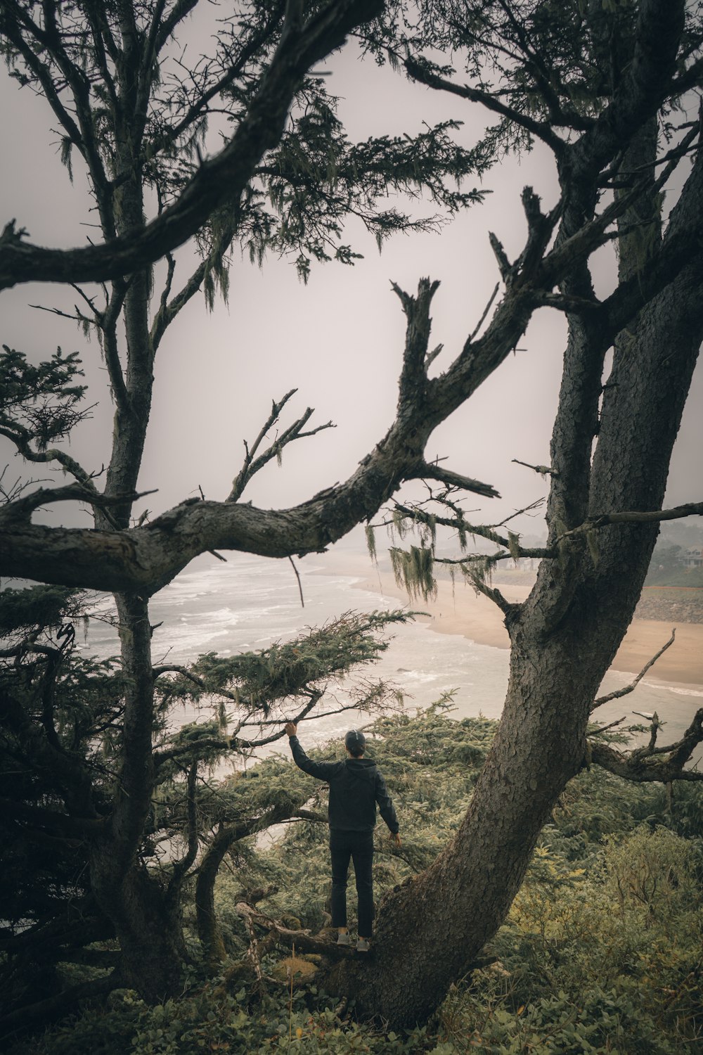 Mann steht auf Baumspitze