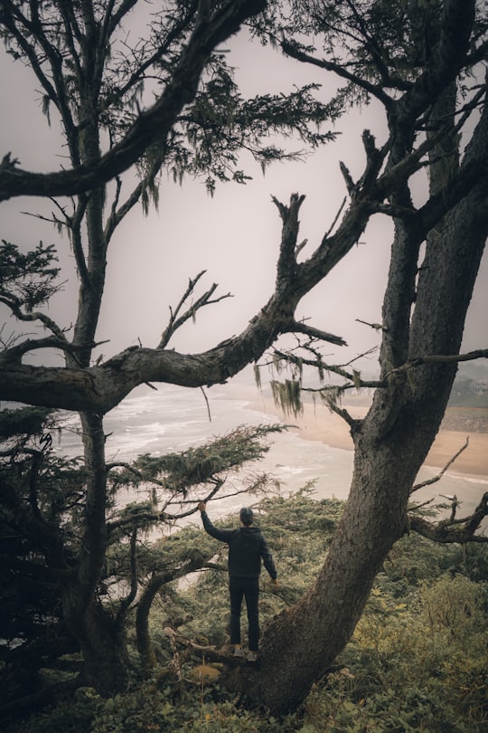 man standing on top of tree in Neskowin United States