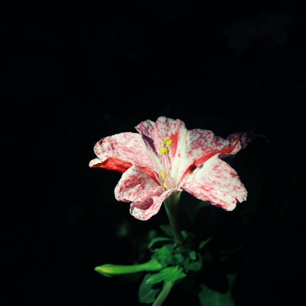 close-up photo of bloomed red and white petaled flower