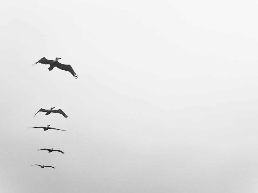 five birds flying on grayscale photo