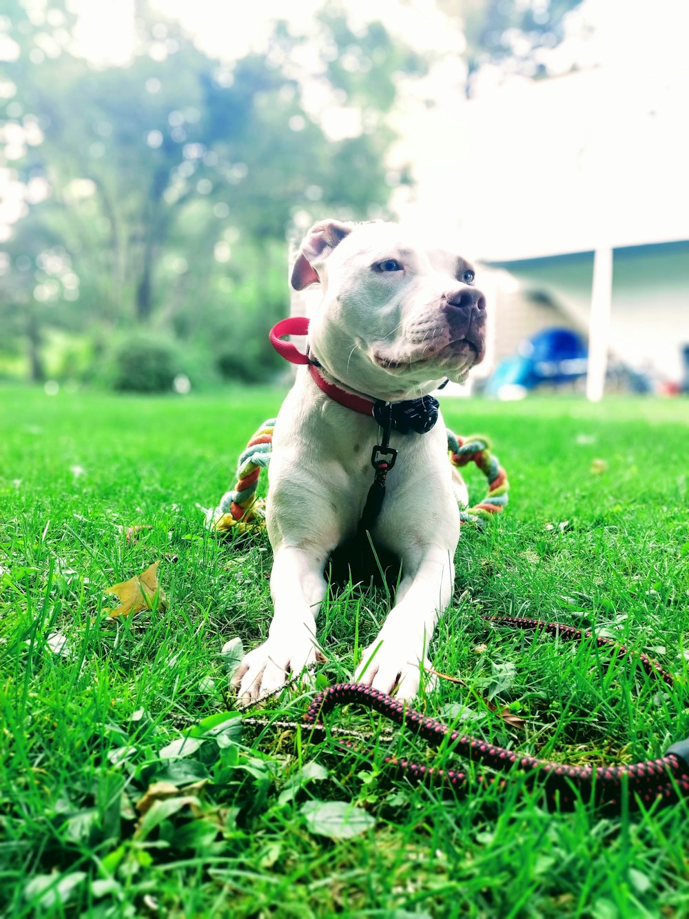 short-coated white dog laying on green grass