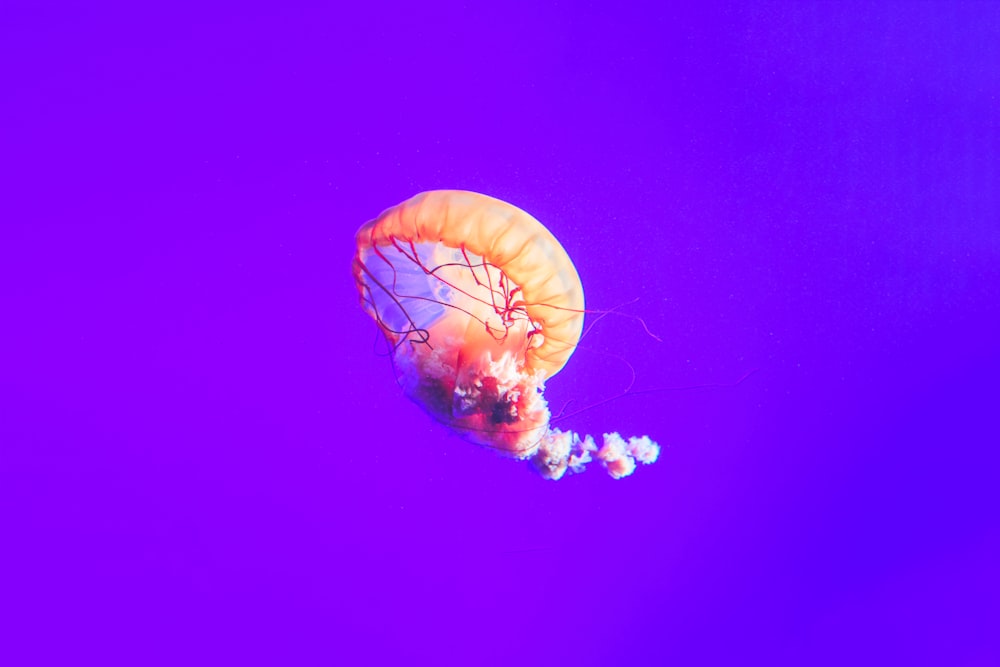 orange and red jellyfish