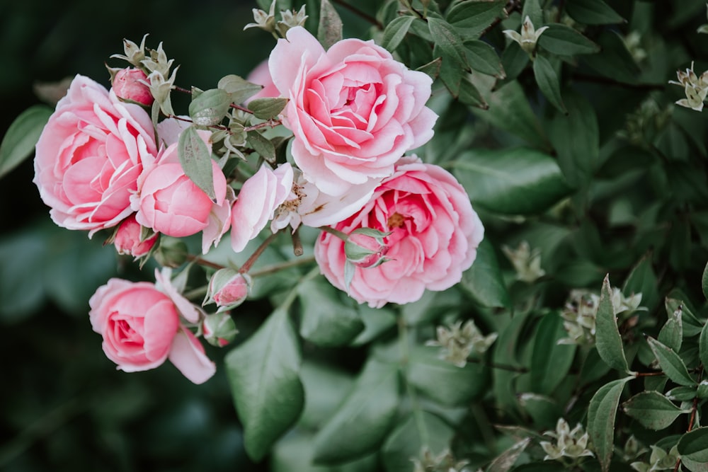 pink peonies HD wallpaper