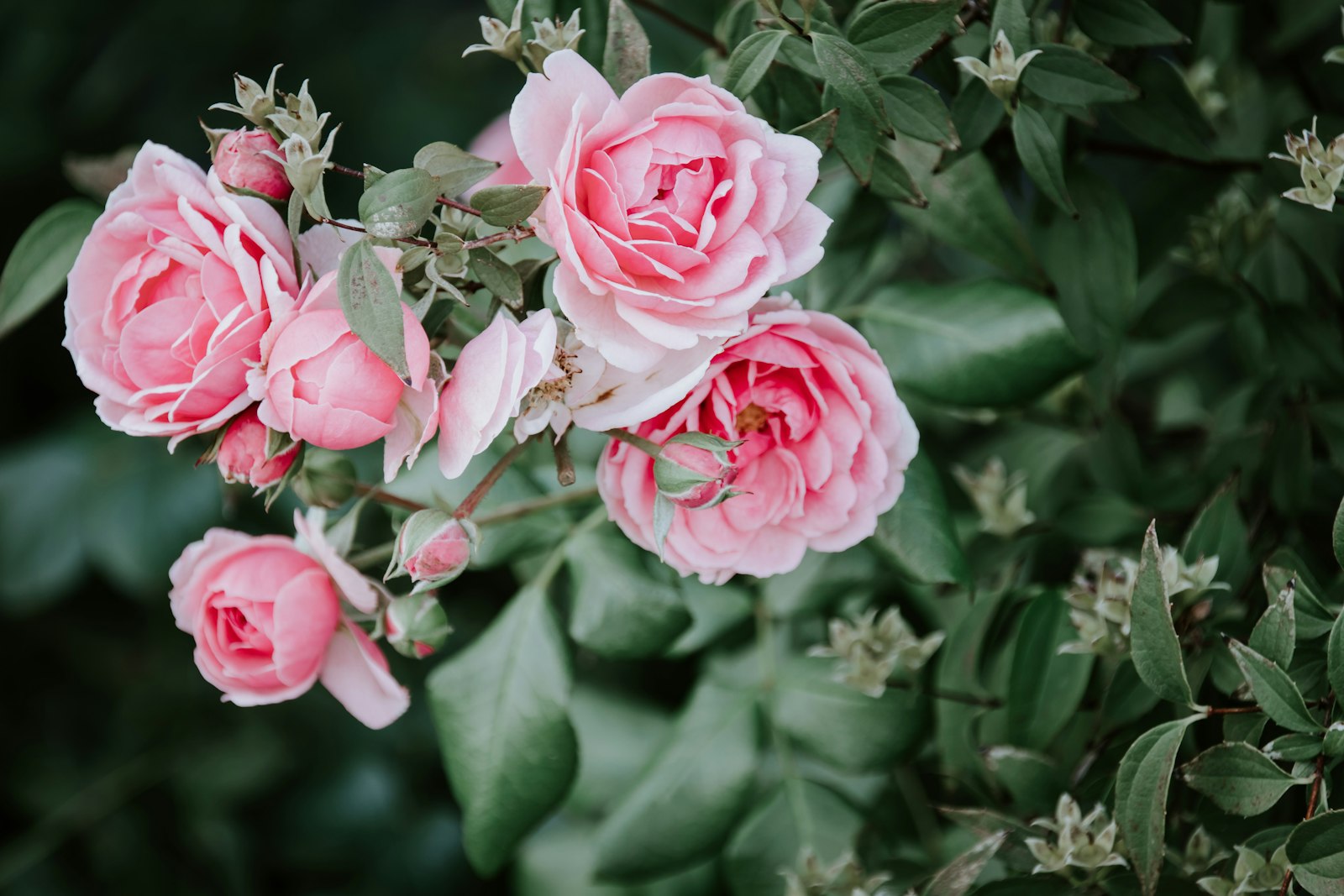 Canon EOS 77D (EOS 9000D / EOS 770D) + Sigma 18-200mm f/3.5-6.3 DC OS HSM [II] sample photo. Pink peonies hd wallpaper photography