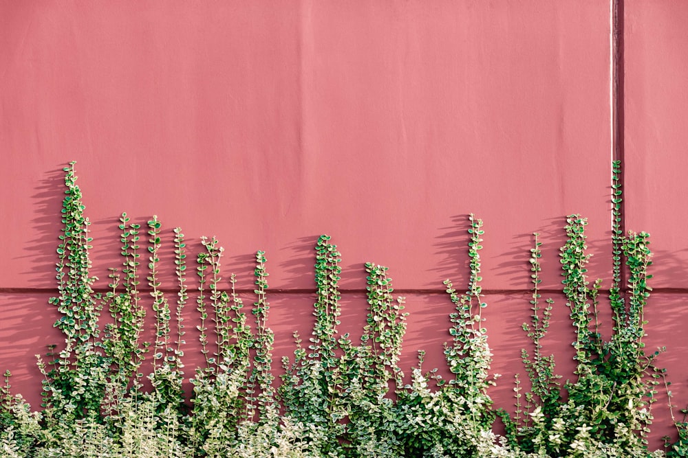 green leafed plants