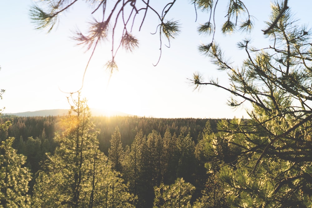 forest during golden time