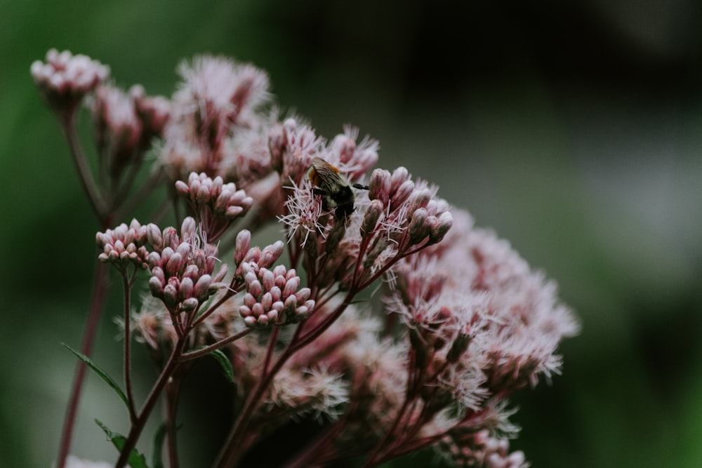 pink flowers on selective focus photographjy