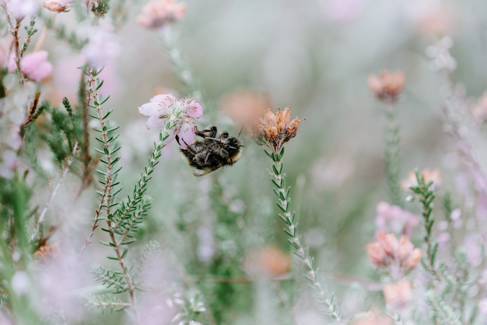 shallow focus photography of black and yellow bee lying on flower